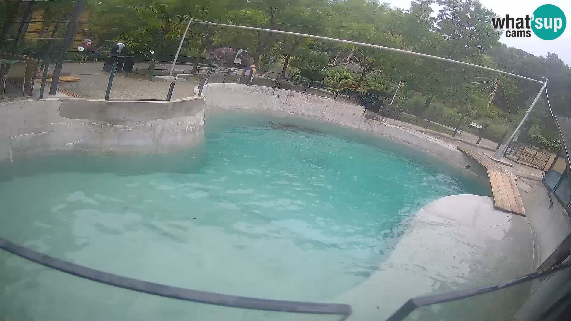 Zoo Zagreb – California Sea Lion