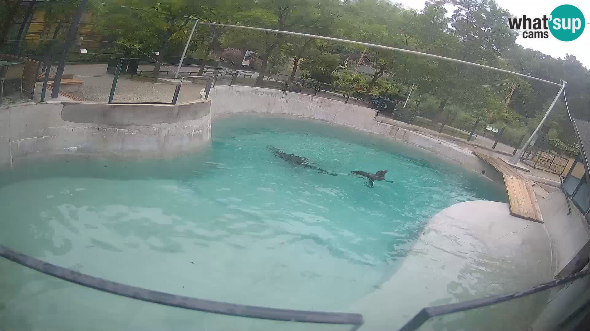 Zoo Zagreb – Kalifornischer Seelöwe