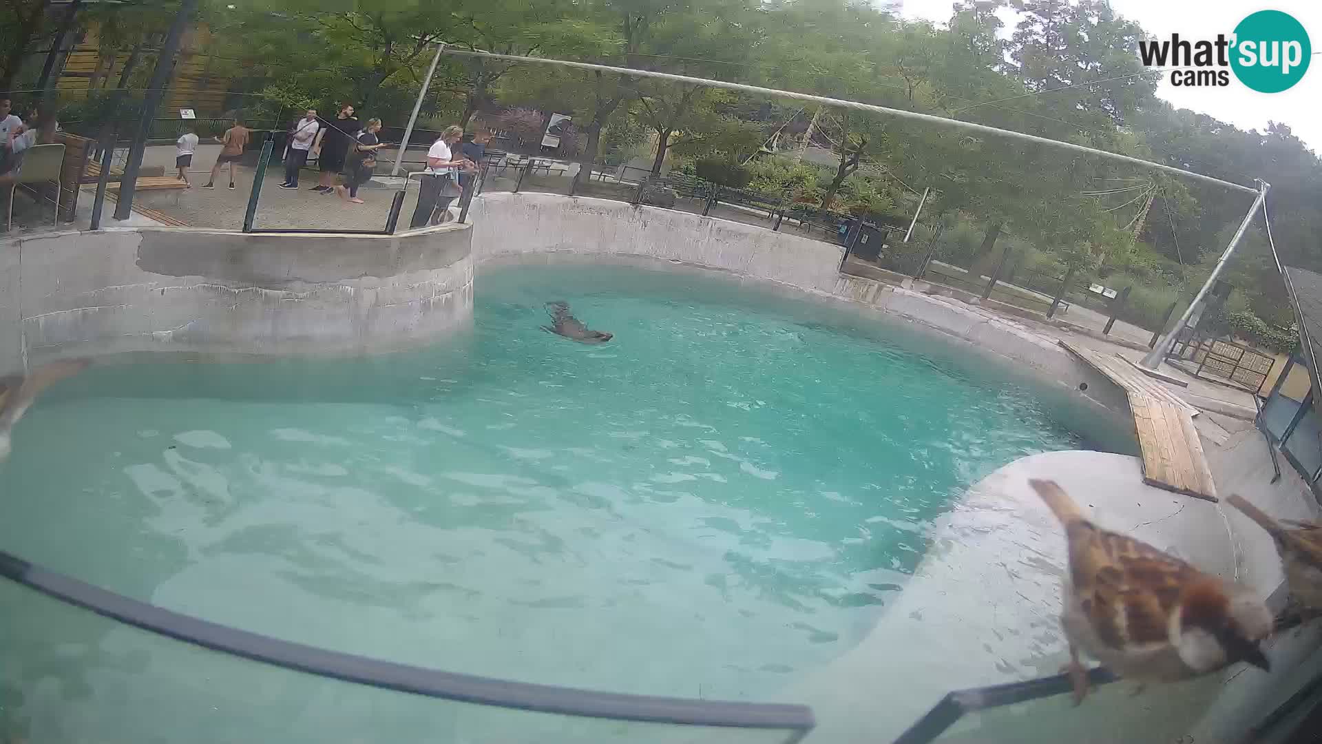 Zoo Zagreb – Kalifornijski morski lev