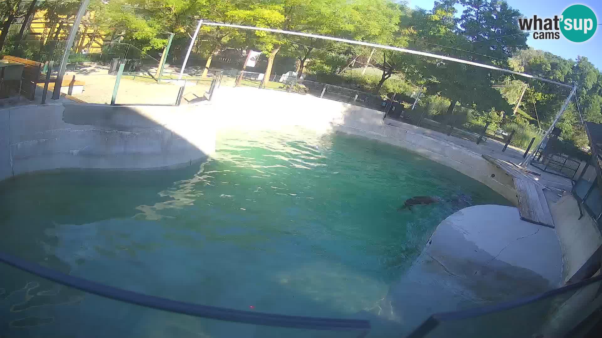 Zoo Zagreb – Otaria della California