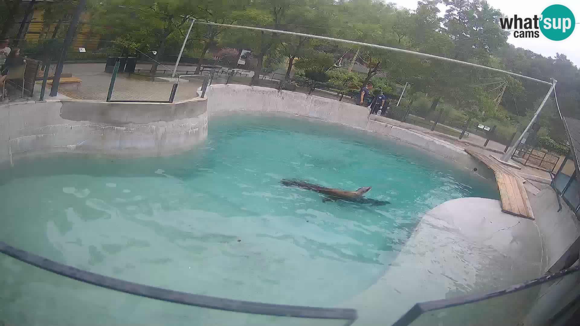 Zoo Zagreb – Kalifornijski morski lev