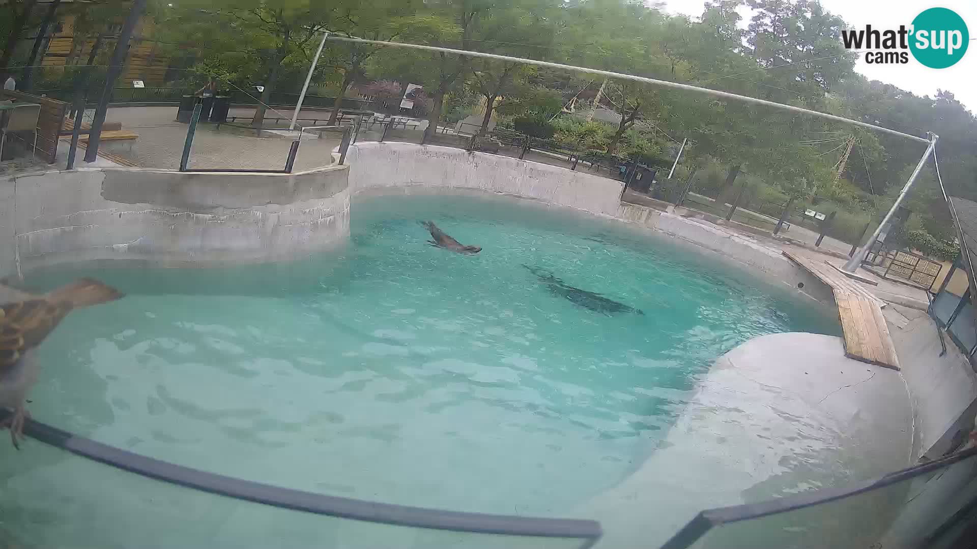 Zoo Zagreb – Kalifornijski morski lav