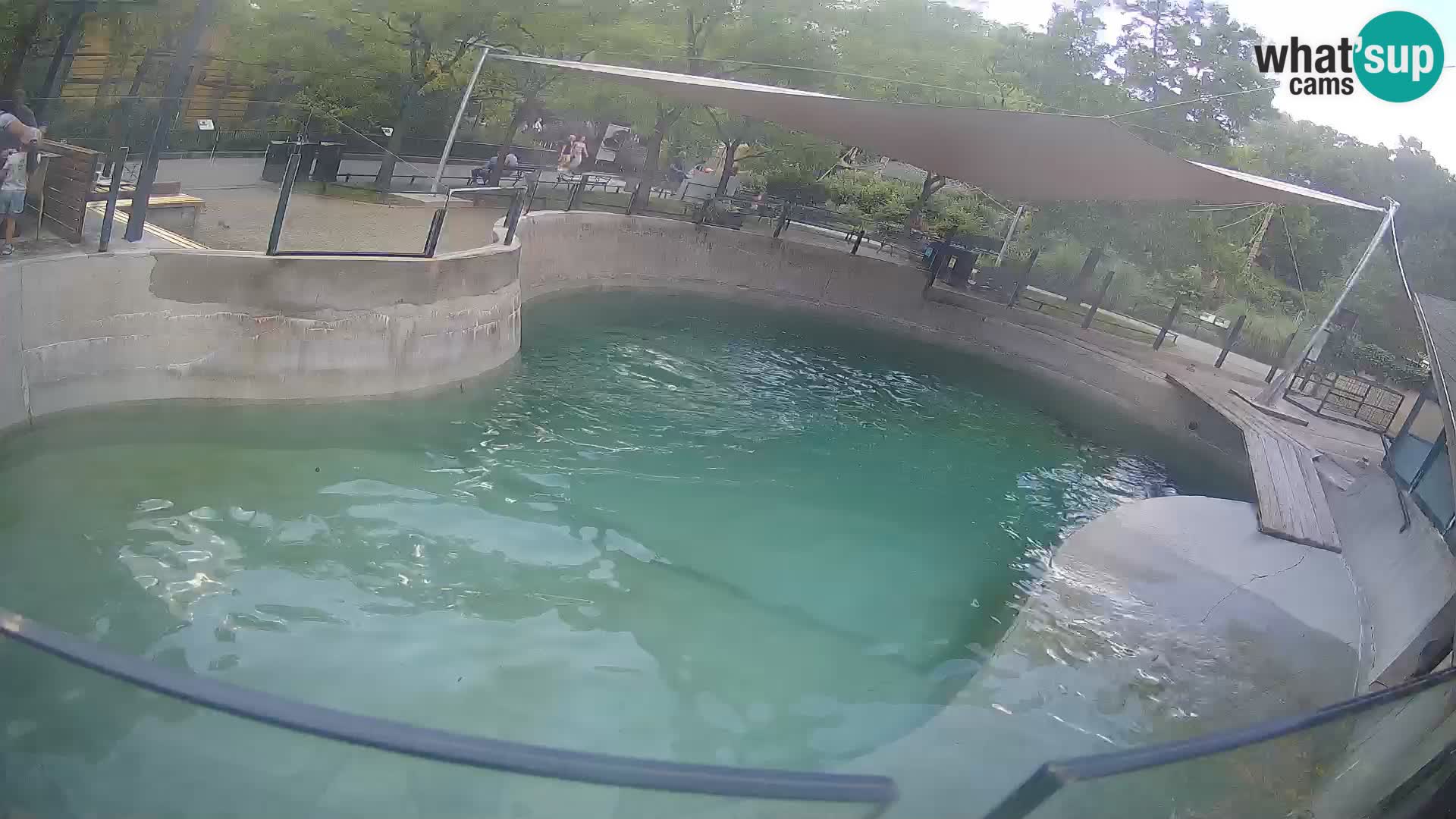 Zoo Zagreb – California Sea Lion