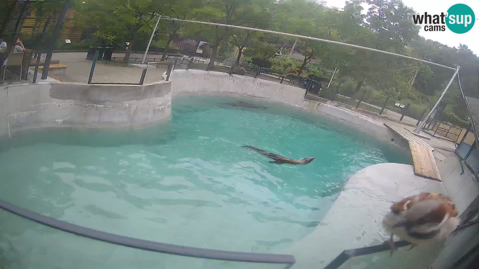 Zoo Zagreb – Kalifornijski morski lav