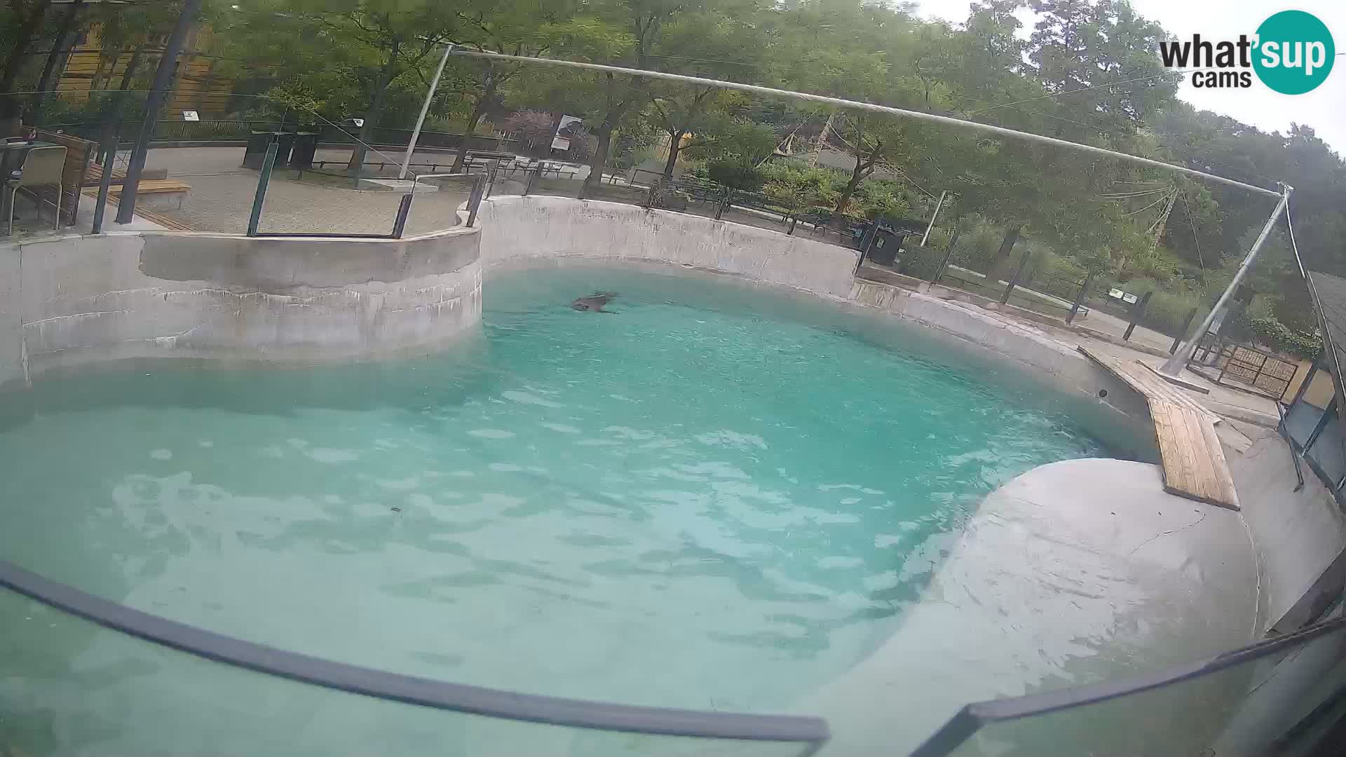 Zoo Zagreb –  León marino de California