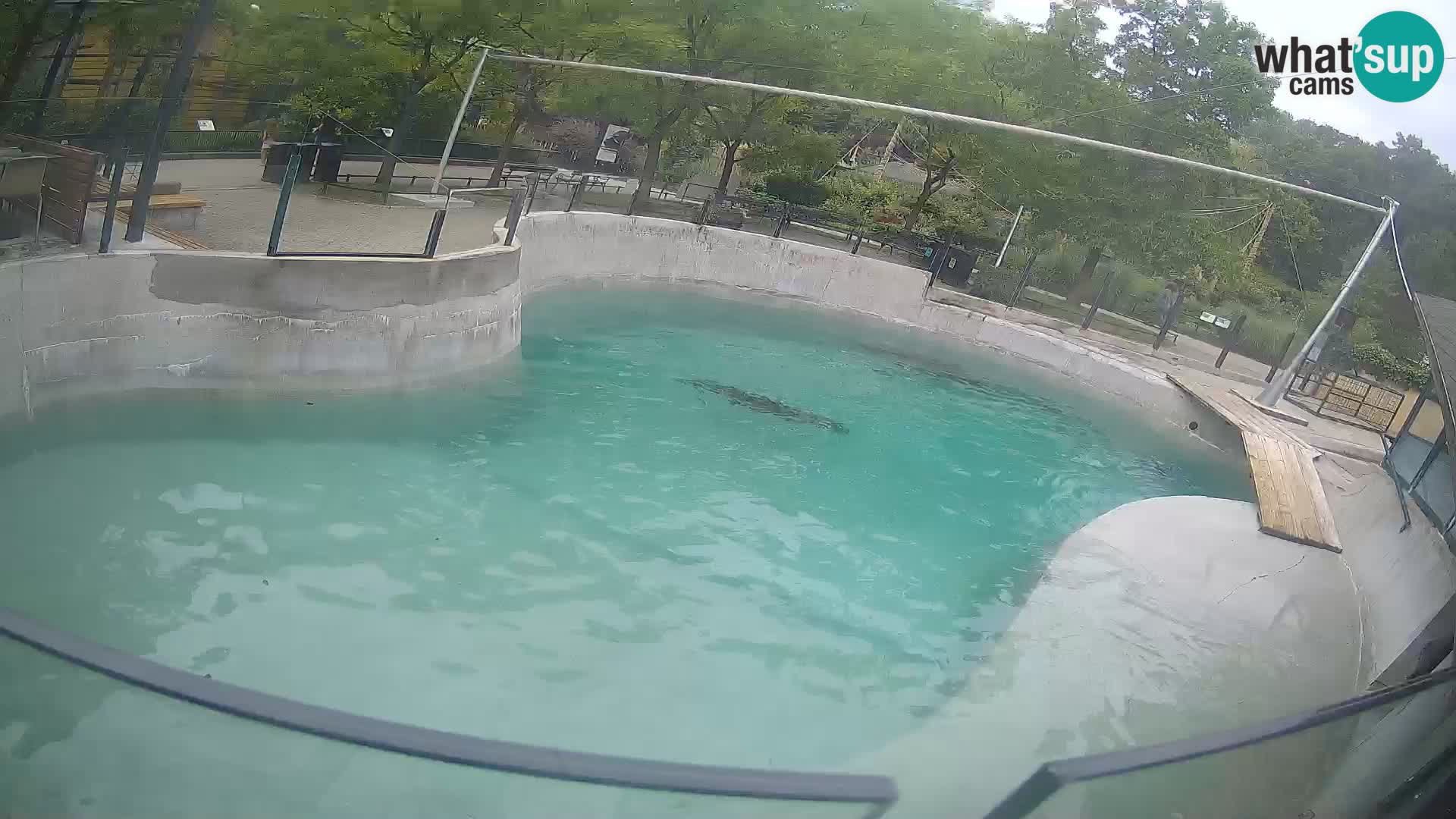 Zoo Zagreb – Kalifornijski morski lav