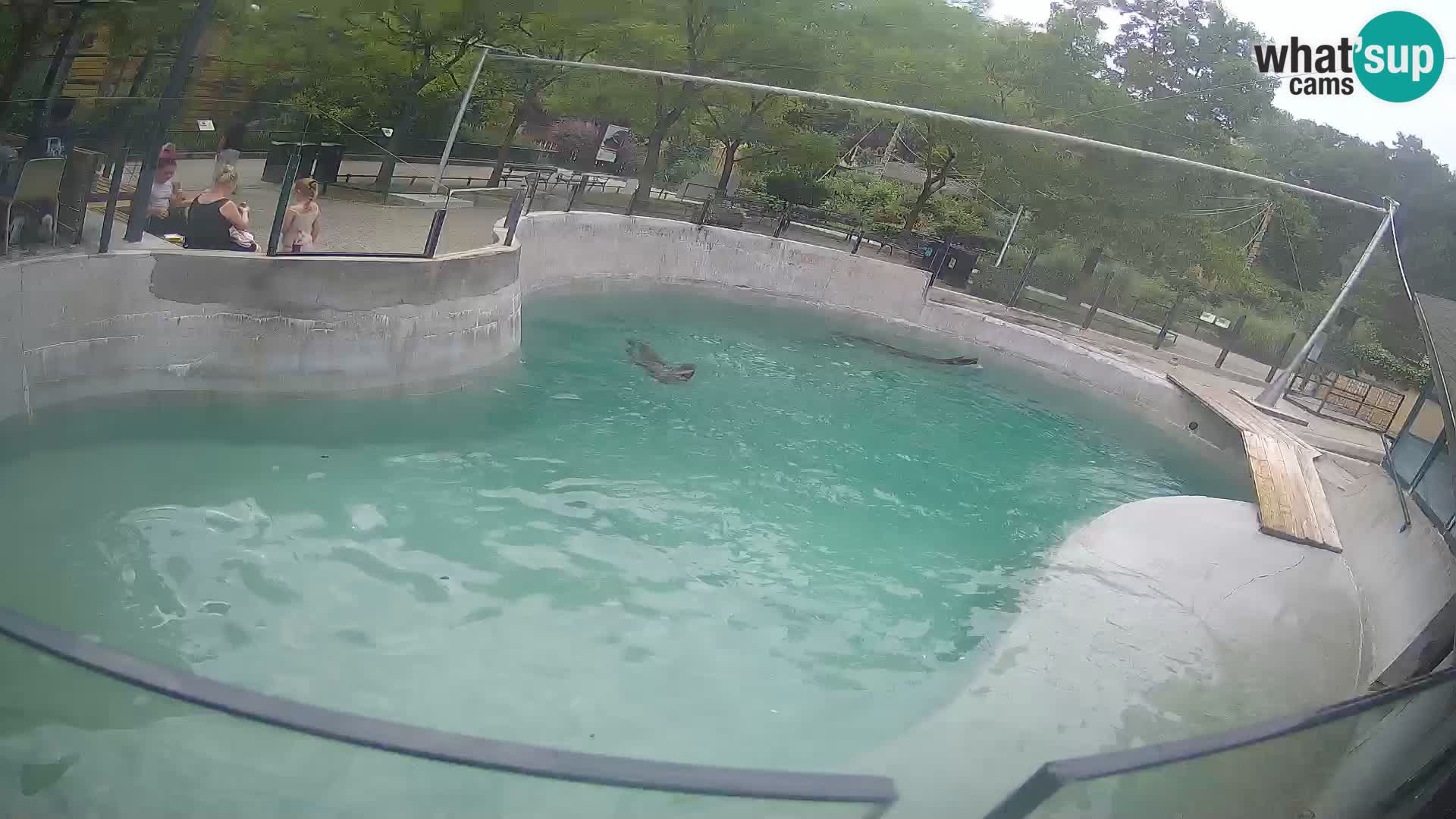 Zoo Zagreb – Kalifornijski morski lav