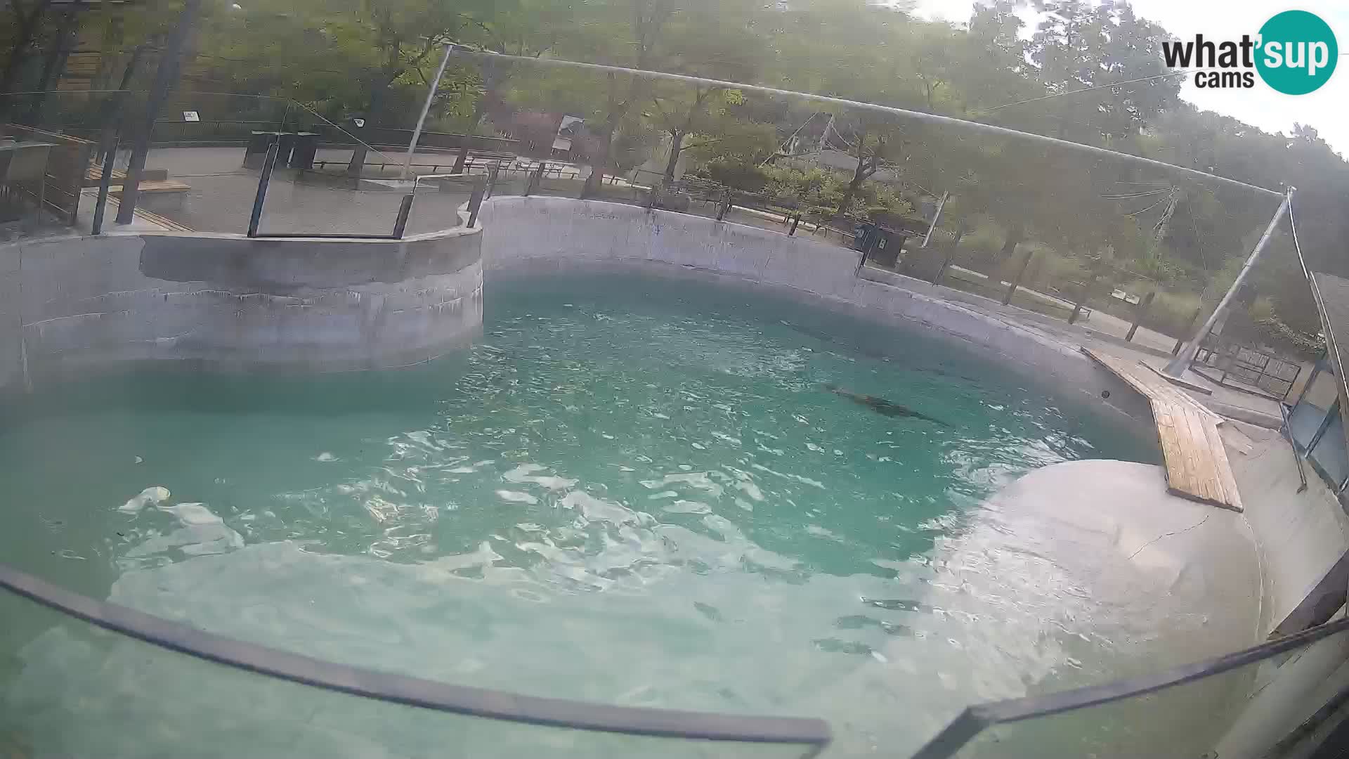 Zoo Zagreb – Kalifornijski morski lev