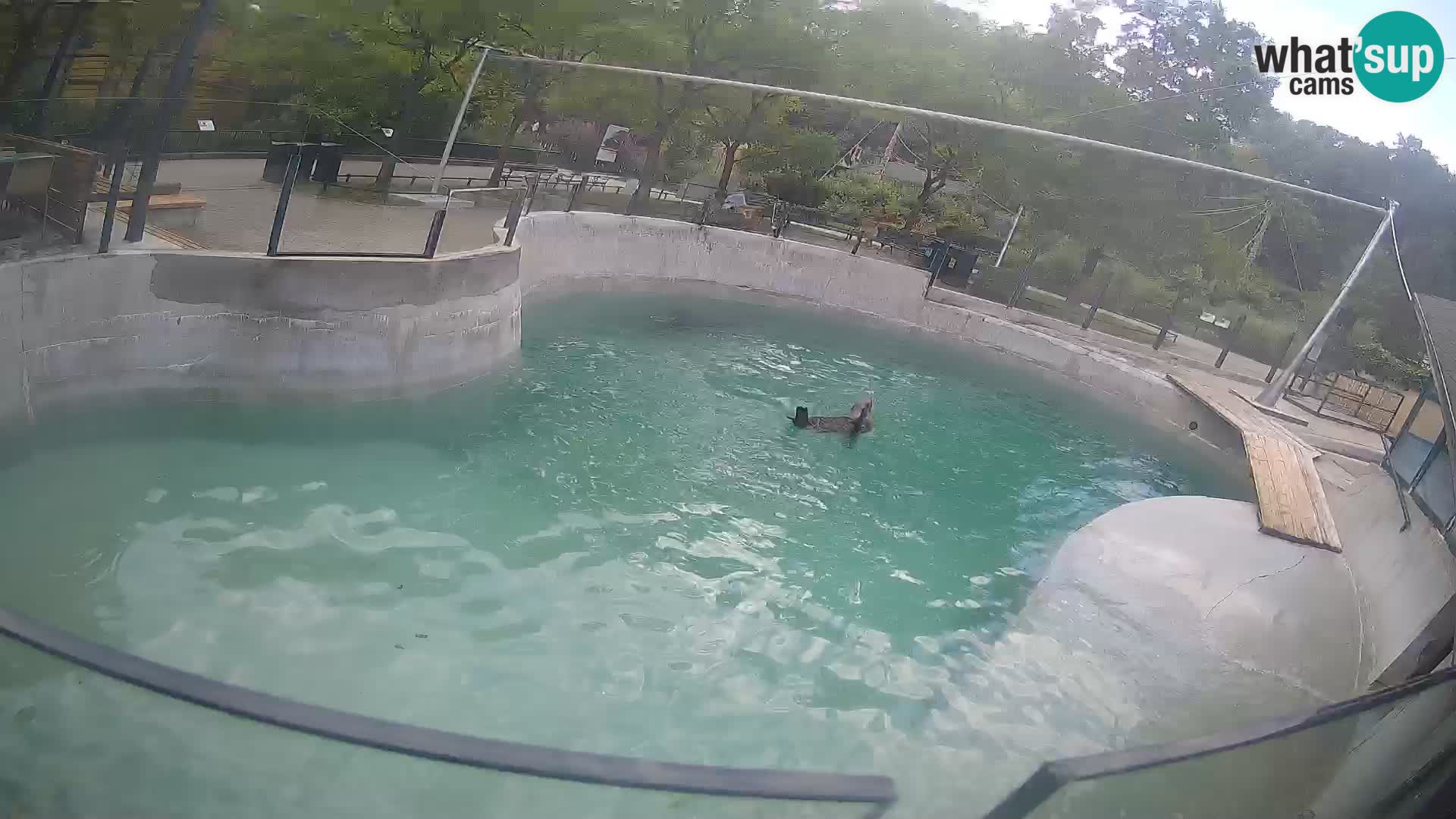Zoo Zagreb – California Sea Lion
