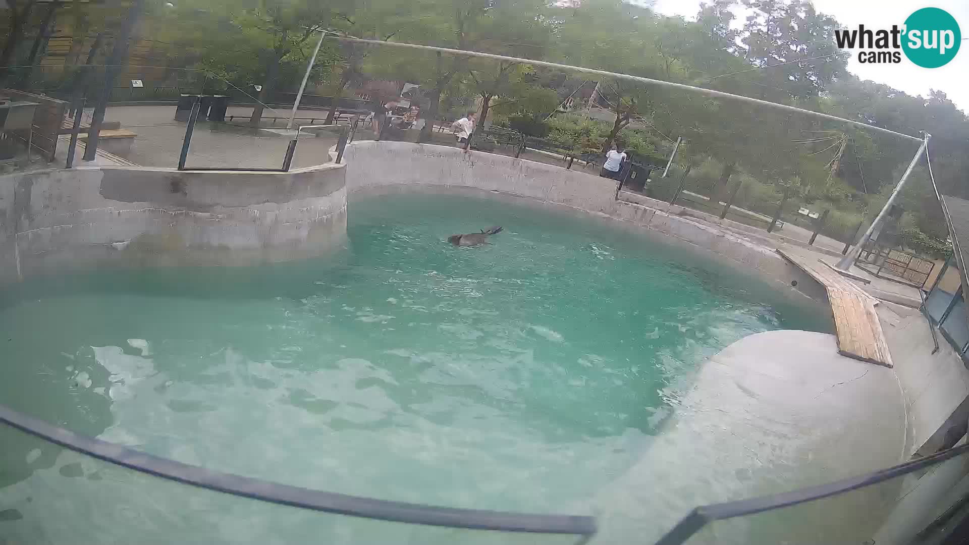 Zoo Zagreb – Otaria della California