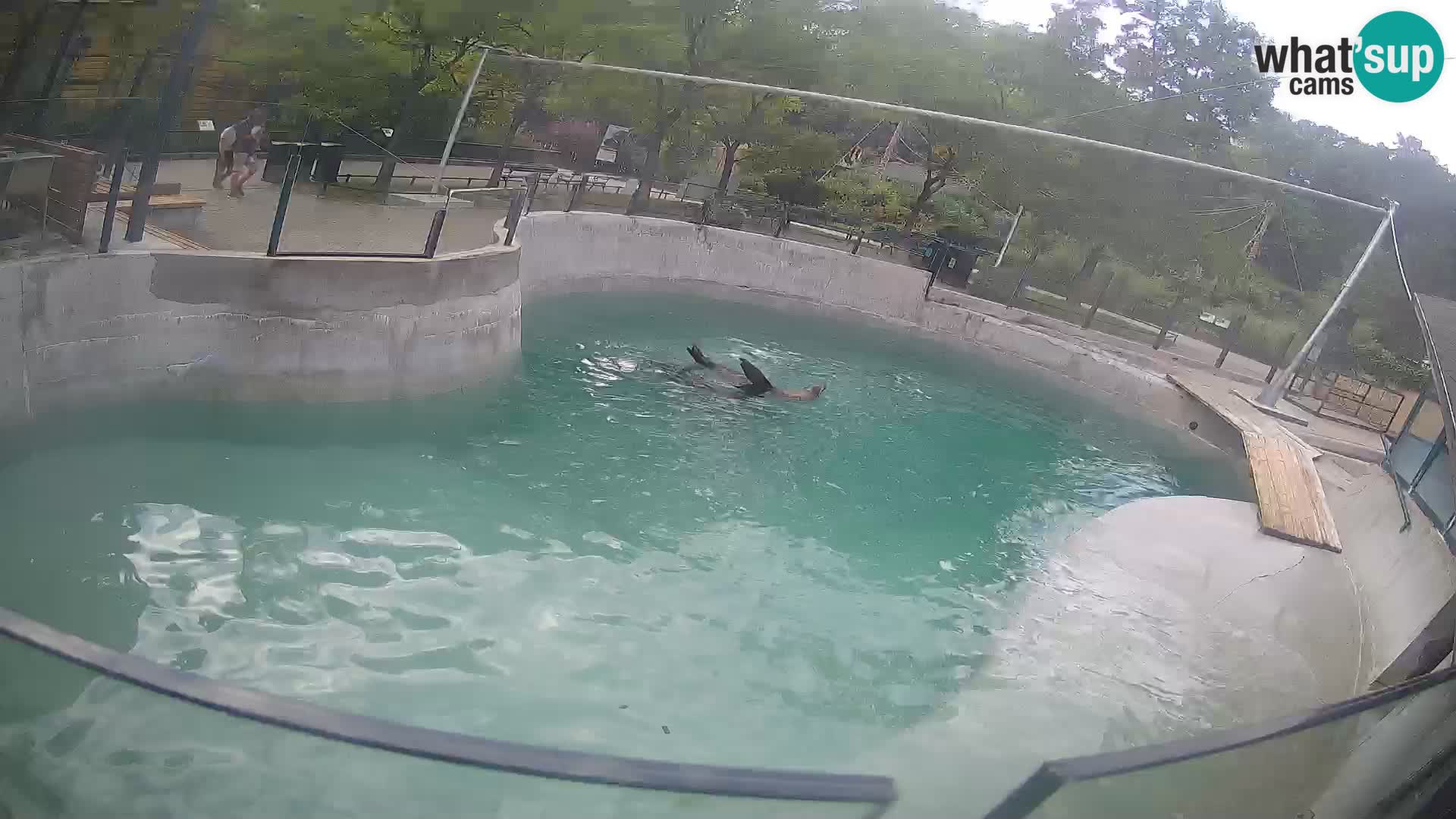 Zoo Zagreb – Kalifornijski morski lav