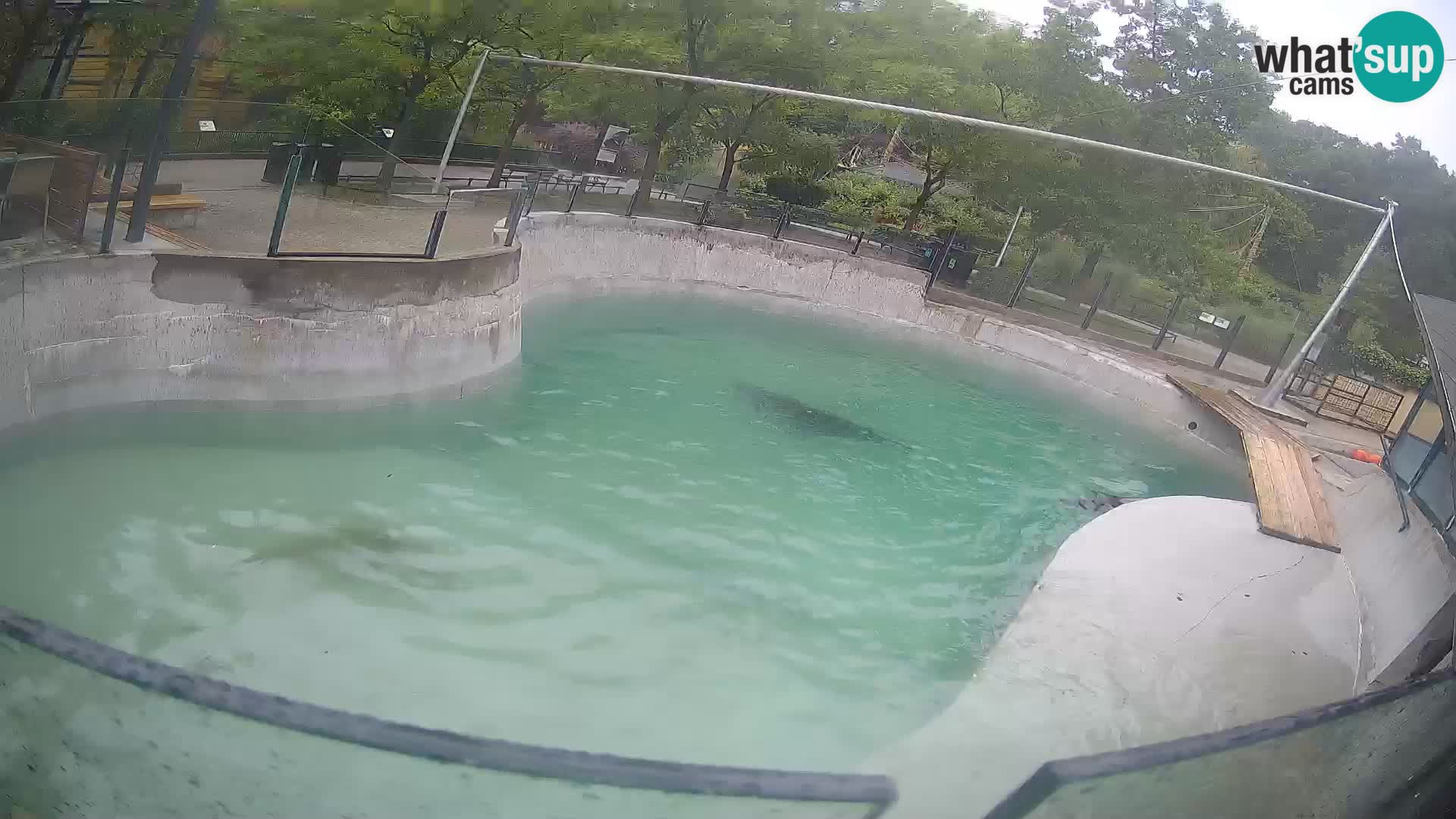 Zoo Zagreb – Kalifornijski morski lav