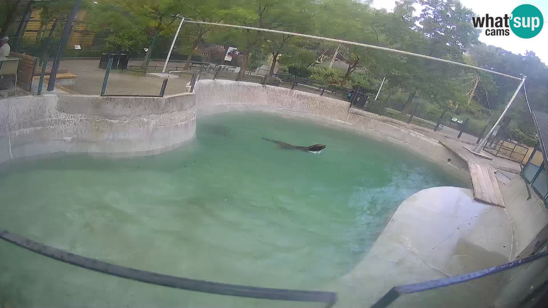 Zoo Zagreb – Otarie de Californie