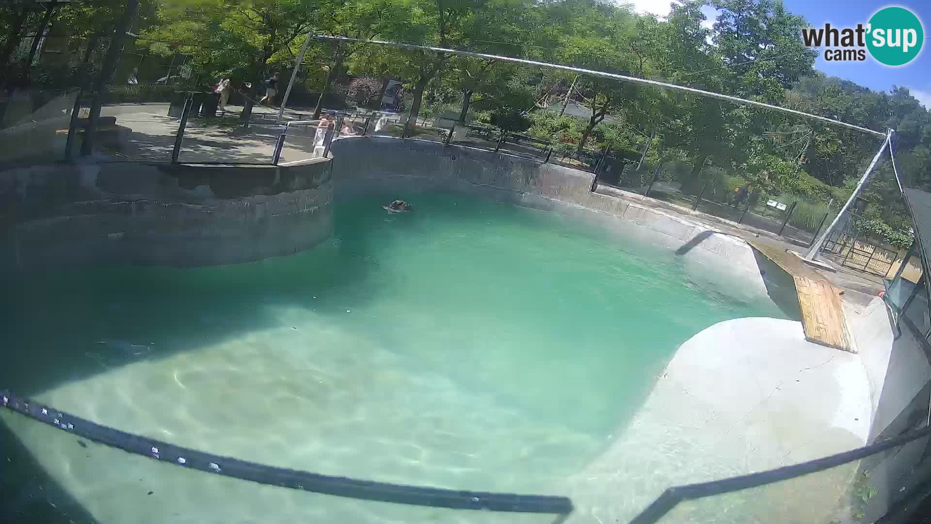 Zoo Zagreb –  León marino de California
