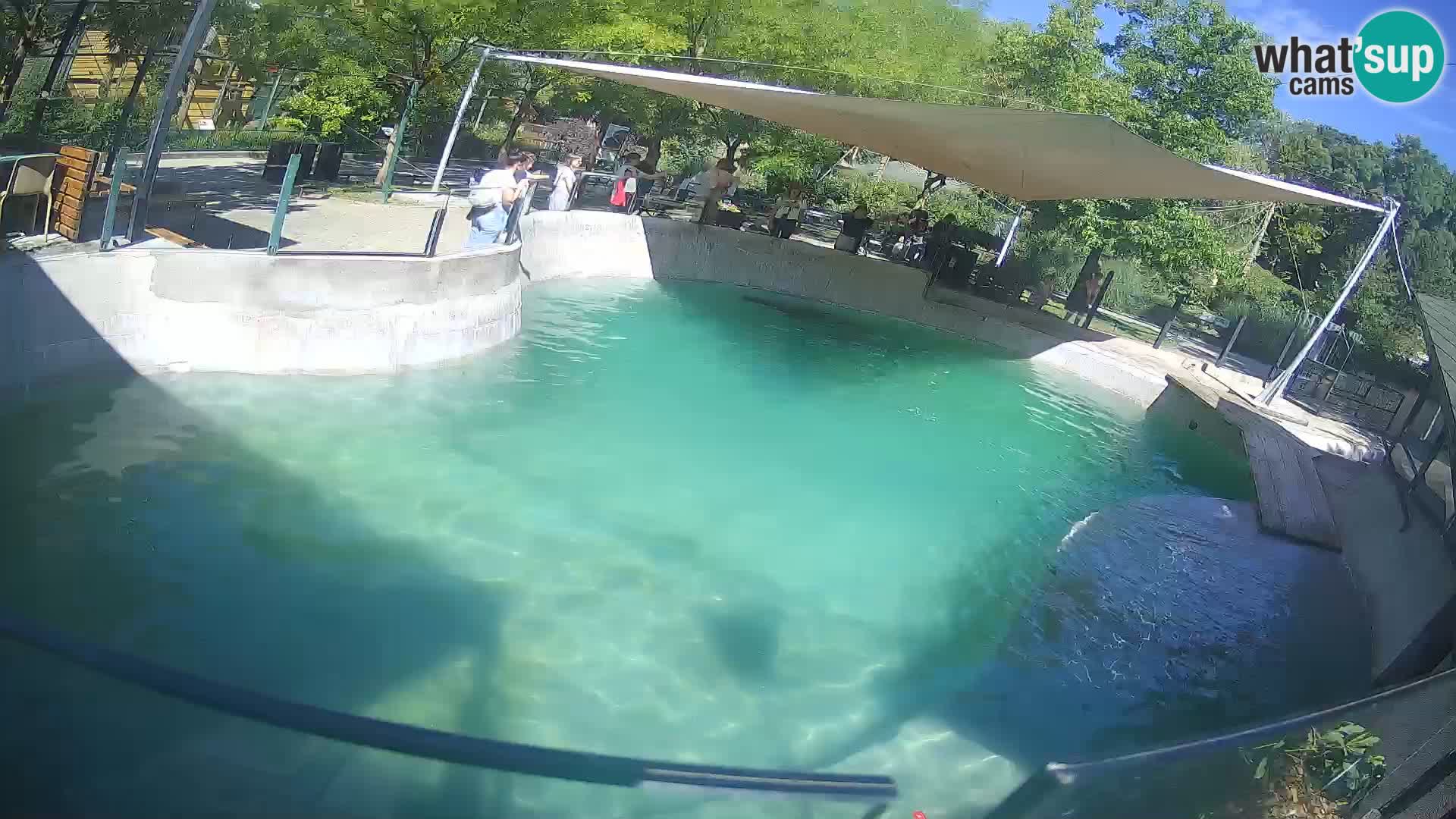 Zoo Zagreb – California Sea Lion