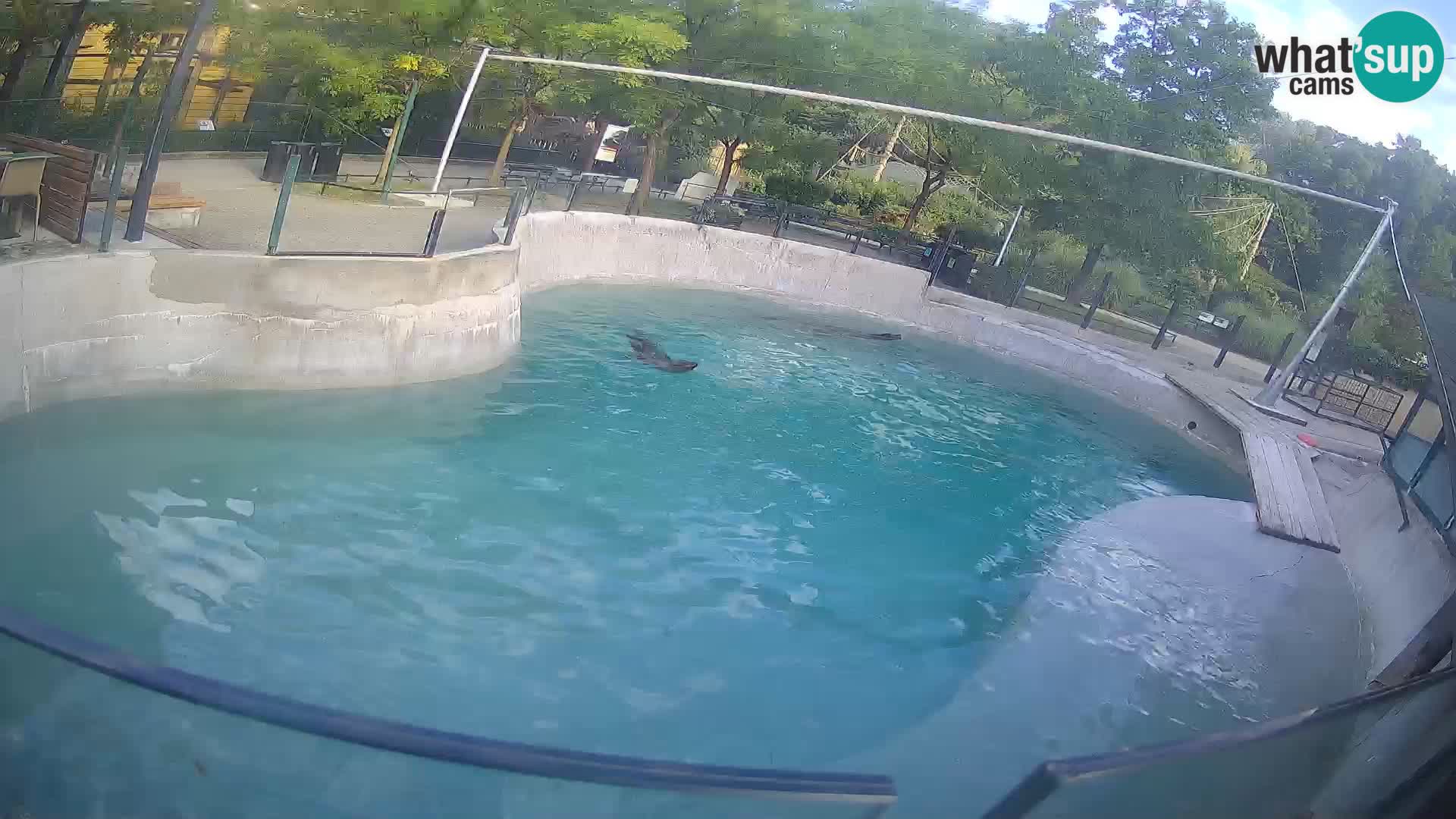 Zoo Zagreb – California Sea Lion