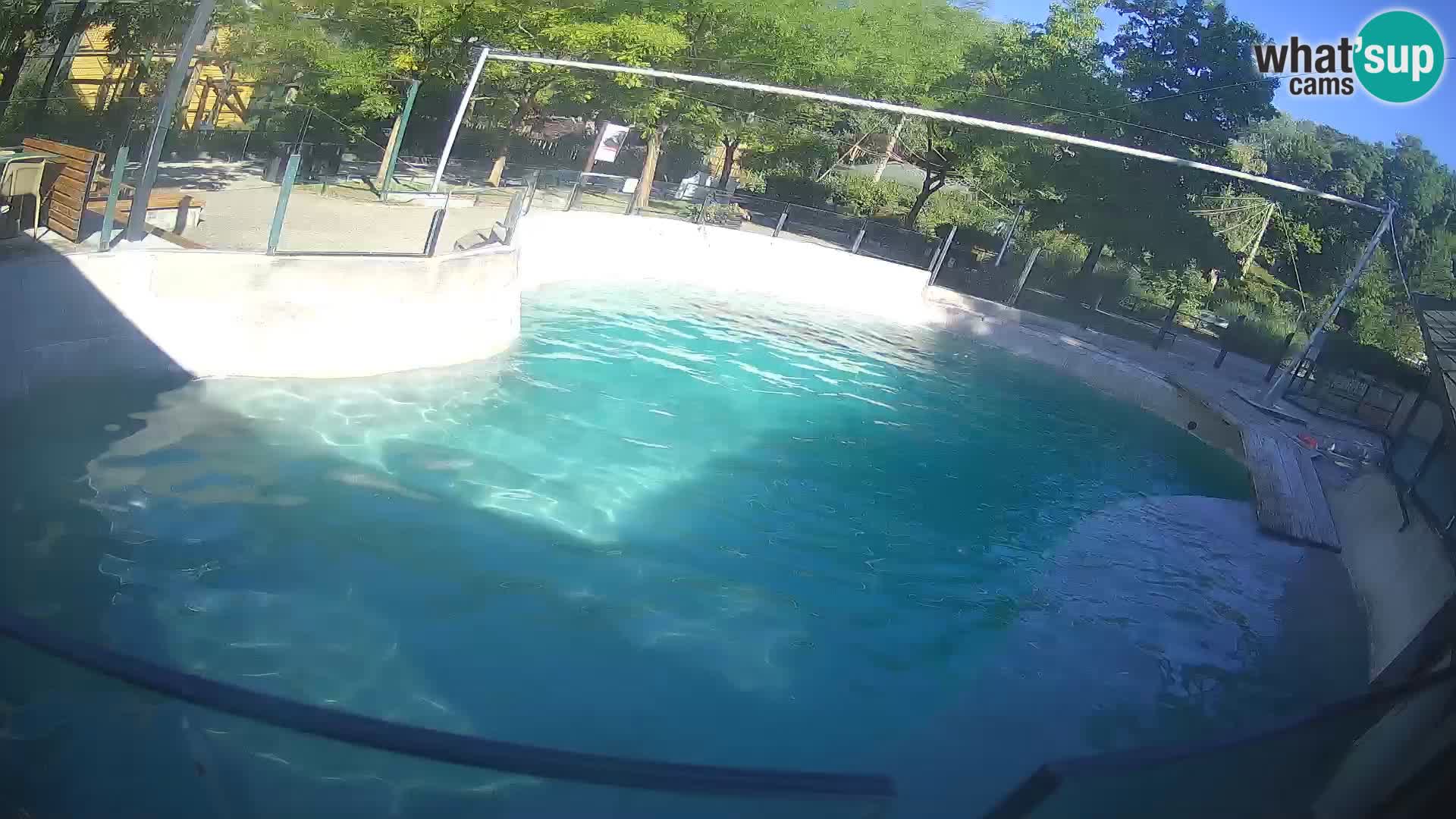 Zoo Zagreb – California Sea Lion
