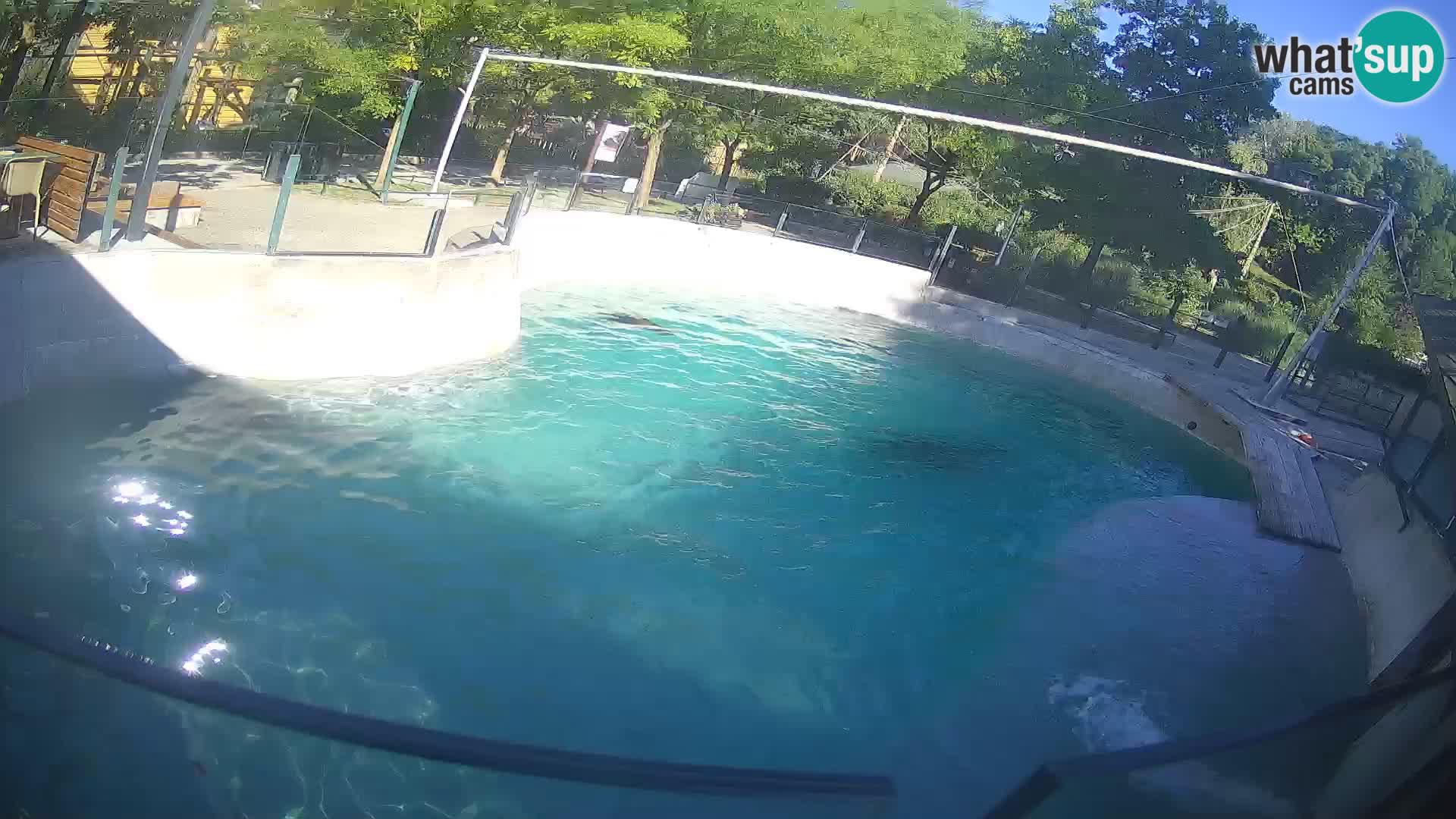 Zoo Zagreb – Kalifornischer Seelöwe