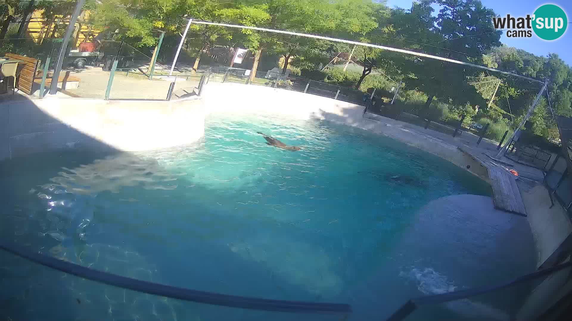 Zoo Zagreb –  León marino de California