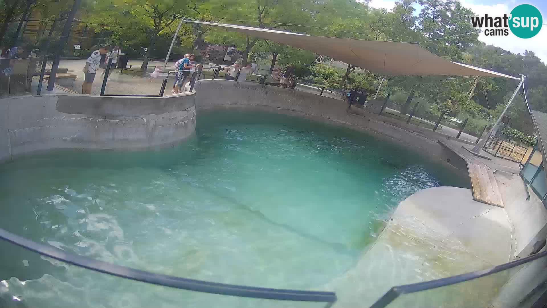 Zoo Zagreb – Kalifornischer Seelöwe