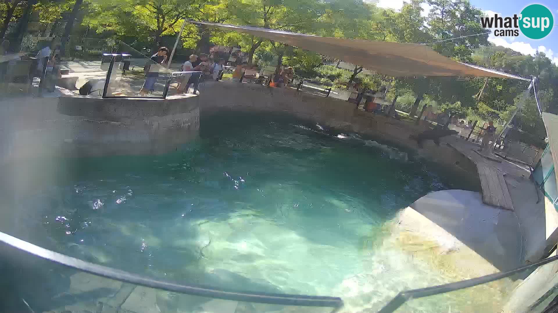 Zoo Zagreb – Kalifornischer Seelöwe