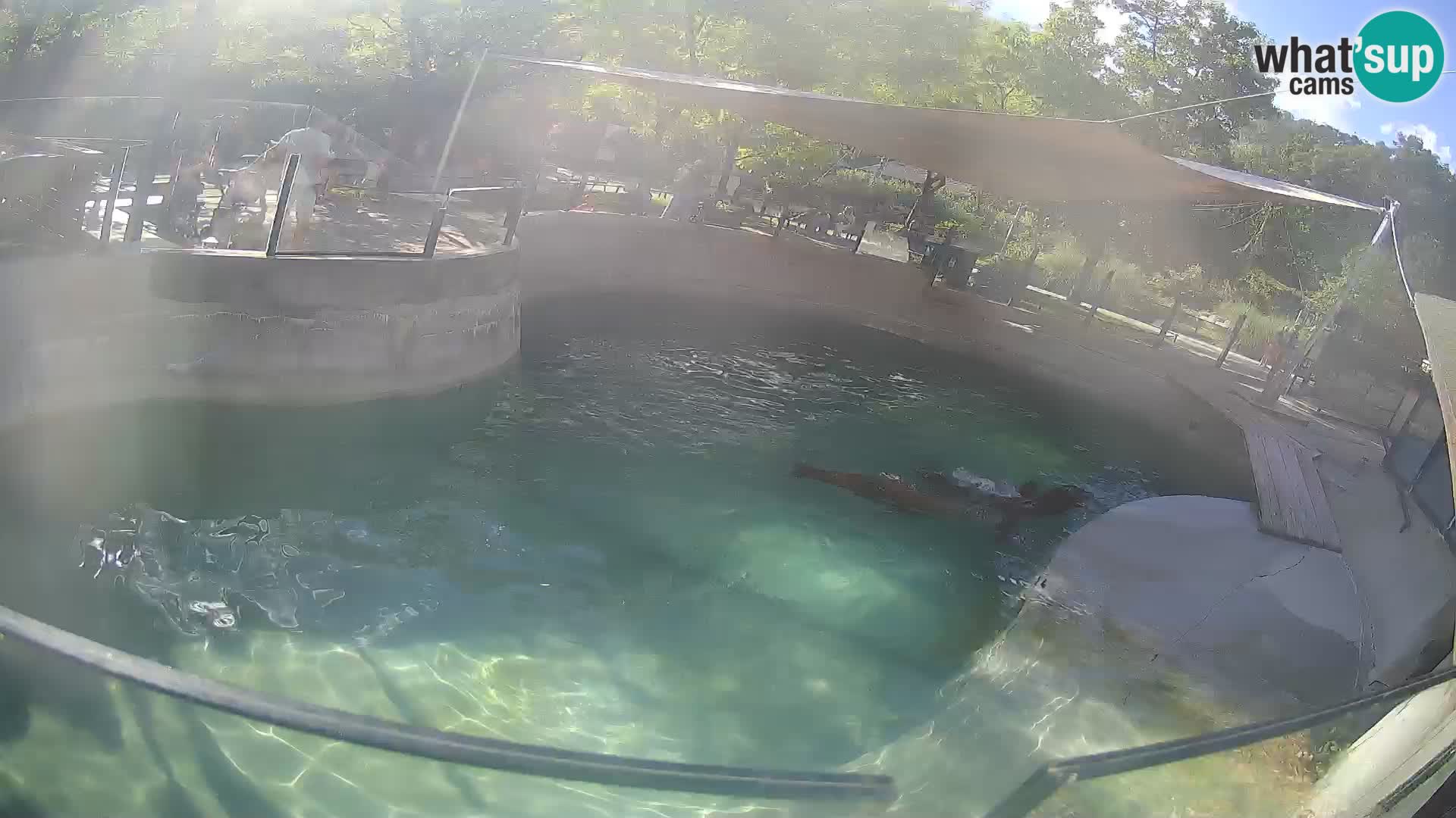 Zoo Zagreb –  León marino de California