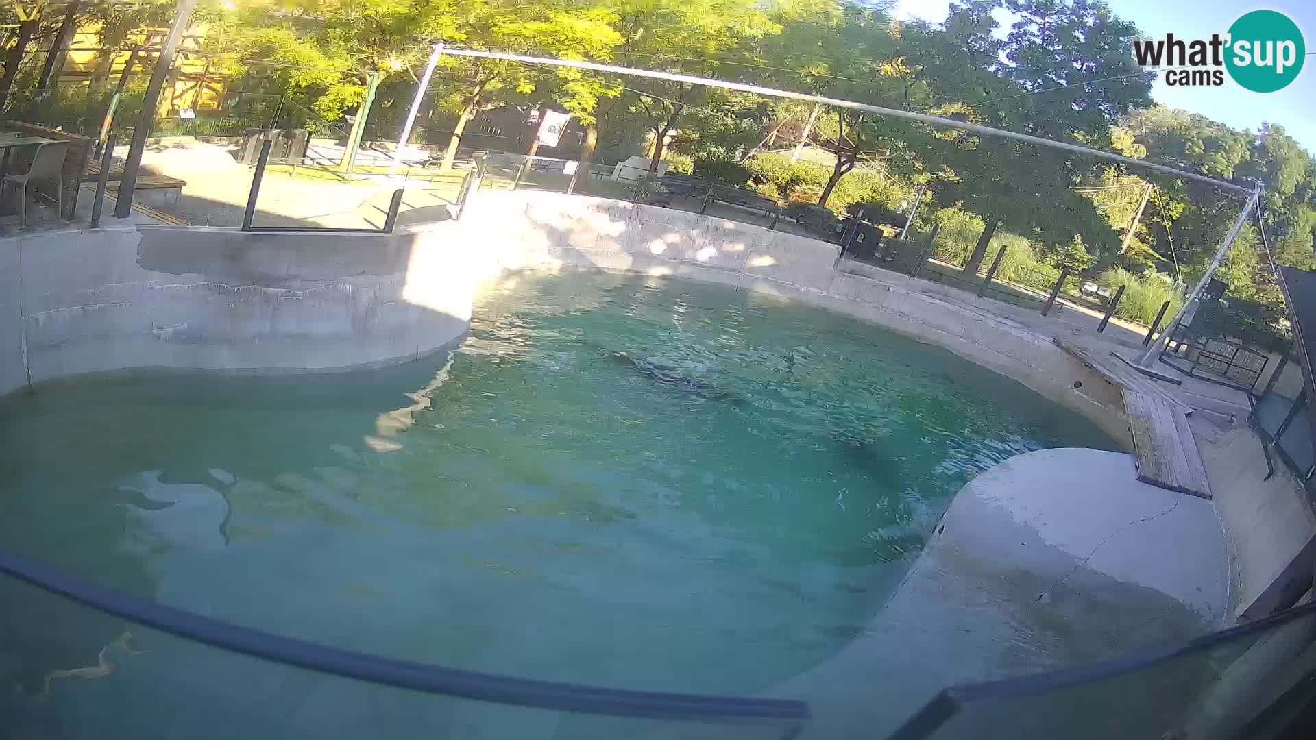 Zoo Zagreb – Kalifornijski morski lev