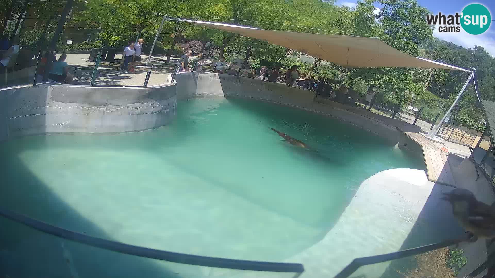 Zoo Zagreb – Otaria della California