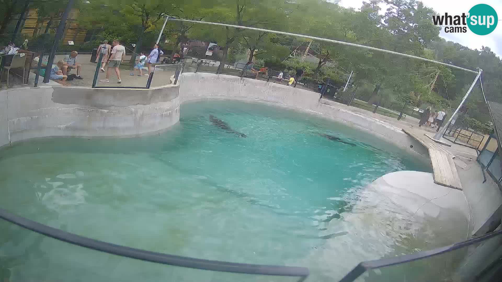 Zoo Zagreb – Otaria della California