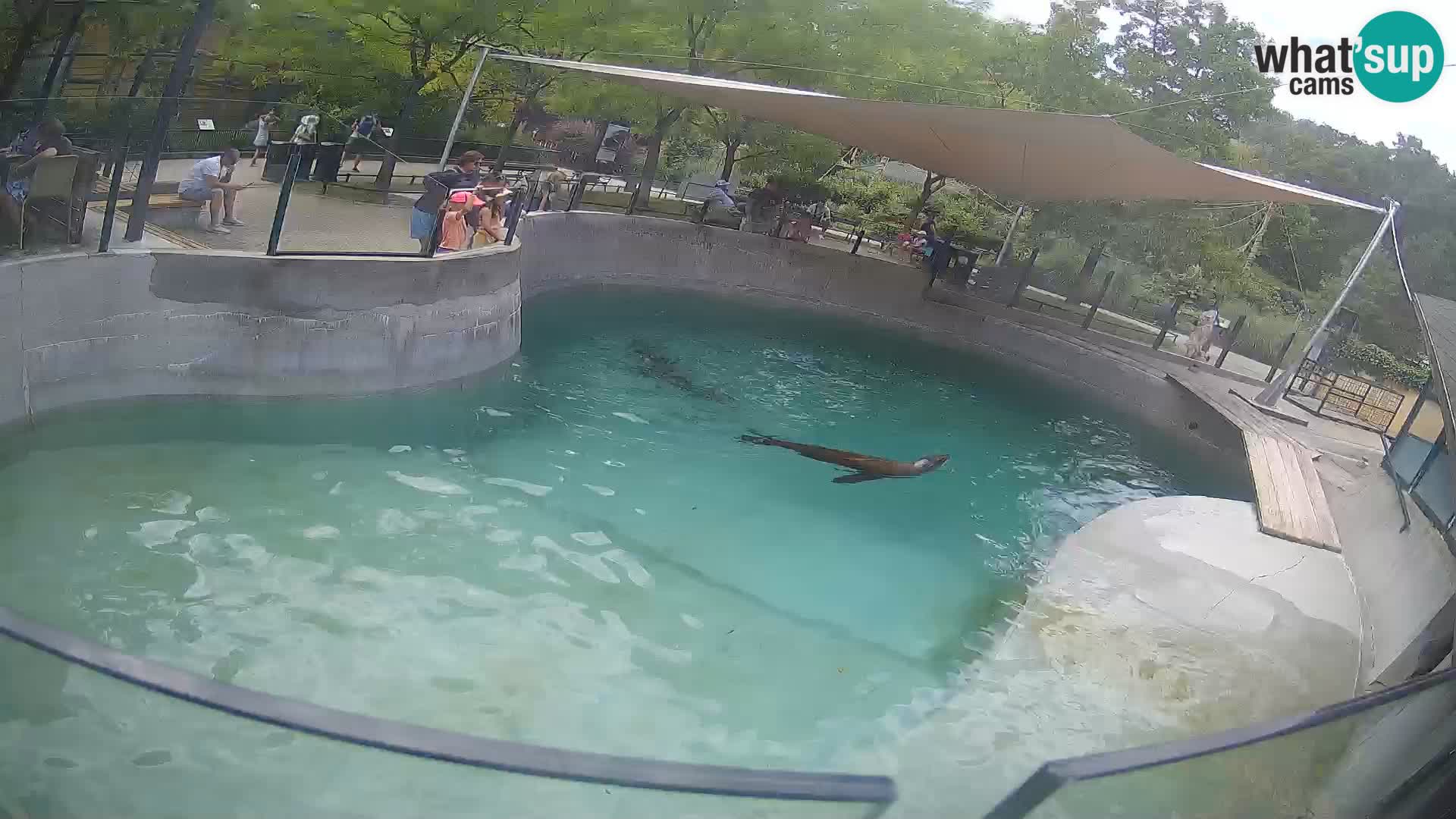 Zoo Zagreb – Kalifornischer Seelöwe