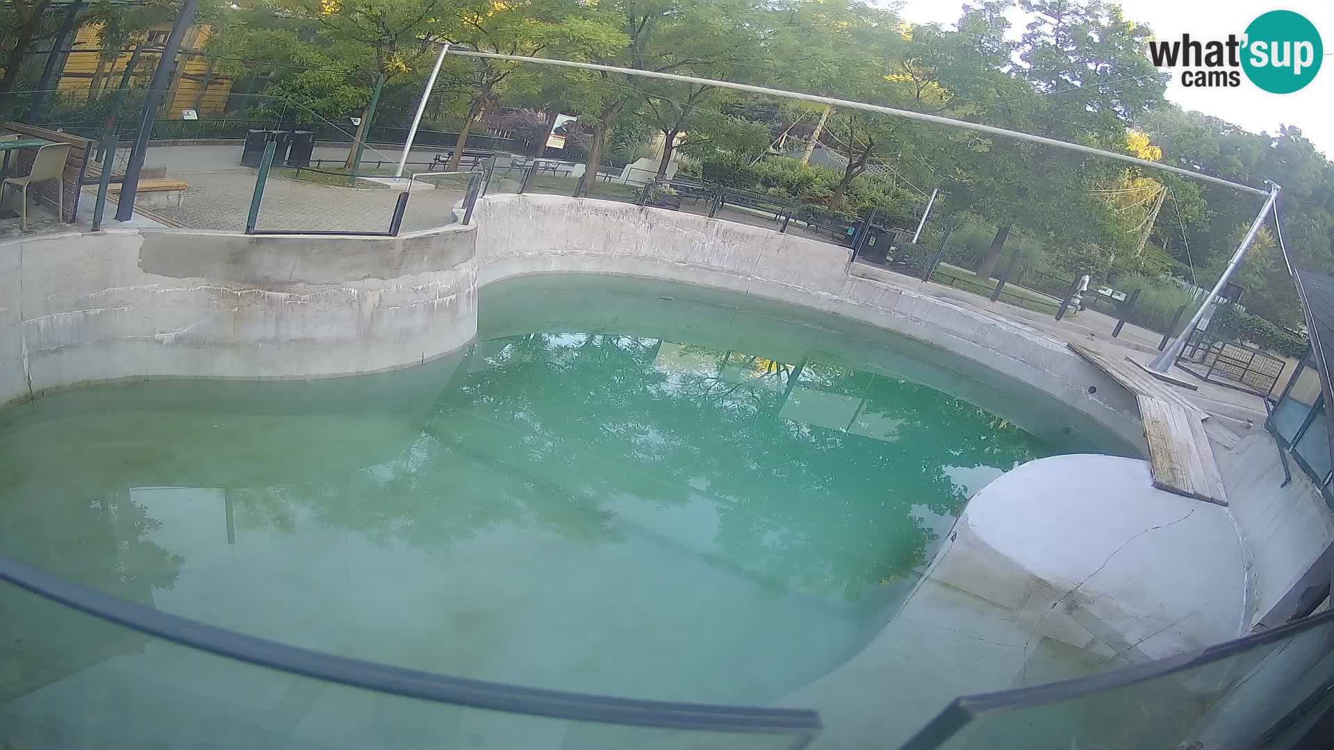 Zoo Zagreb – Kalifornischer Seelöwe