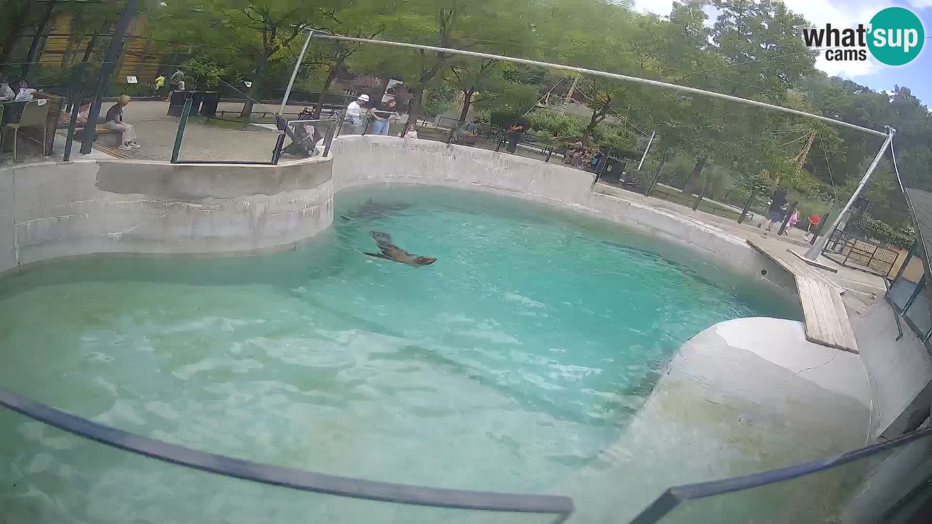 Zoo Zagreb – California Sea Lion