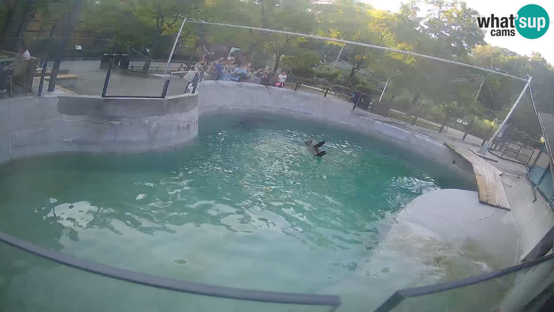 Zoo Zagreb – California Sea Lion