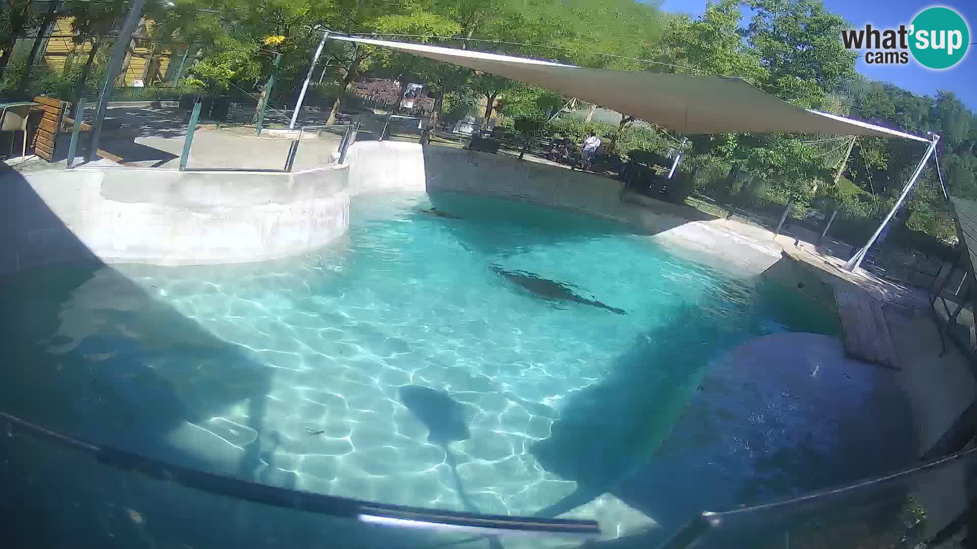 Zoo Zagreb – California Sea Lion
