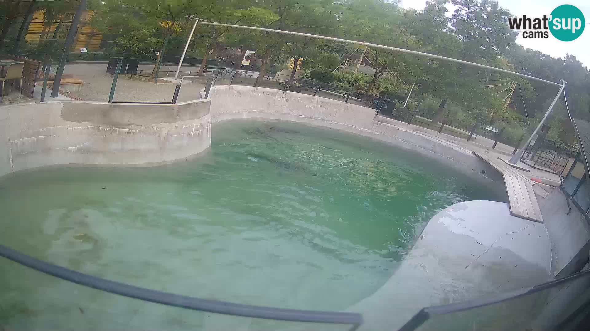 Zoo Zagreb – Otaria della California