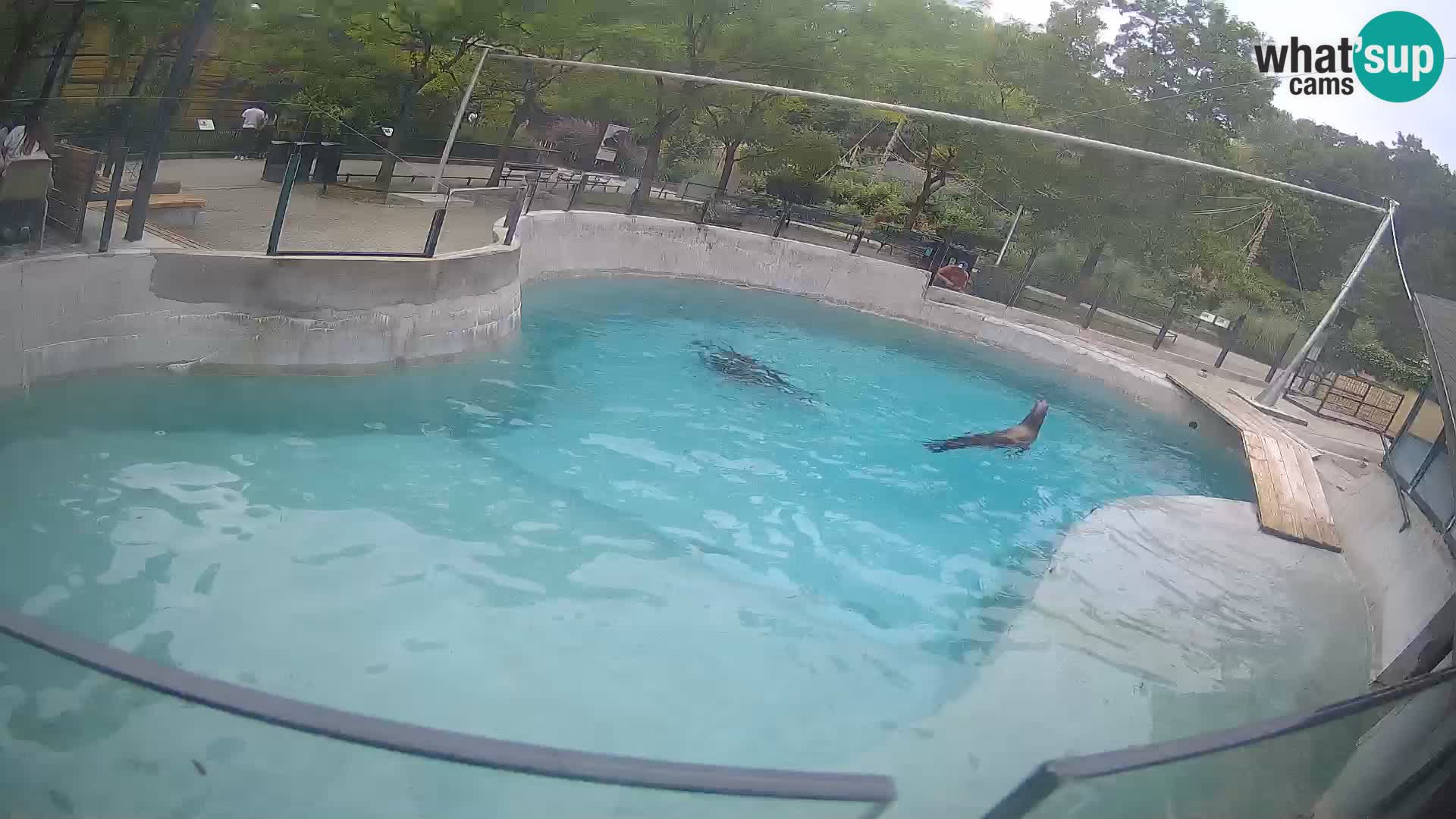 Zoo Zagreb –  León marino de California