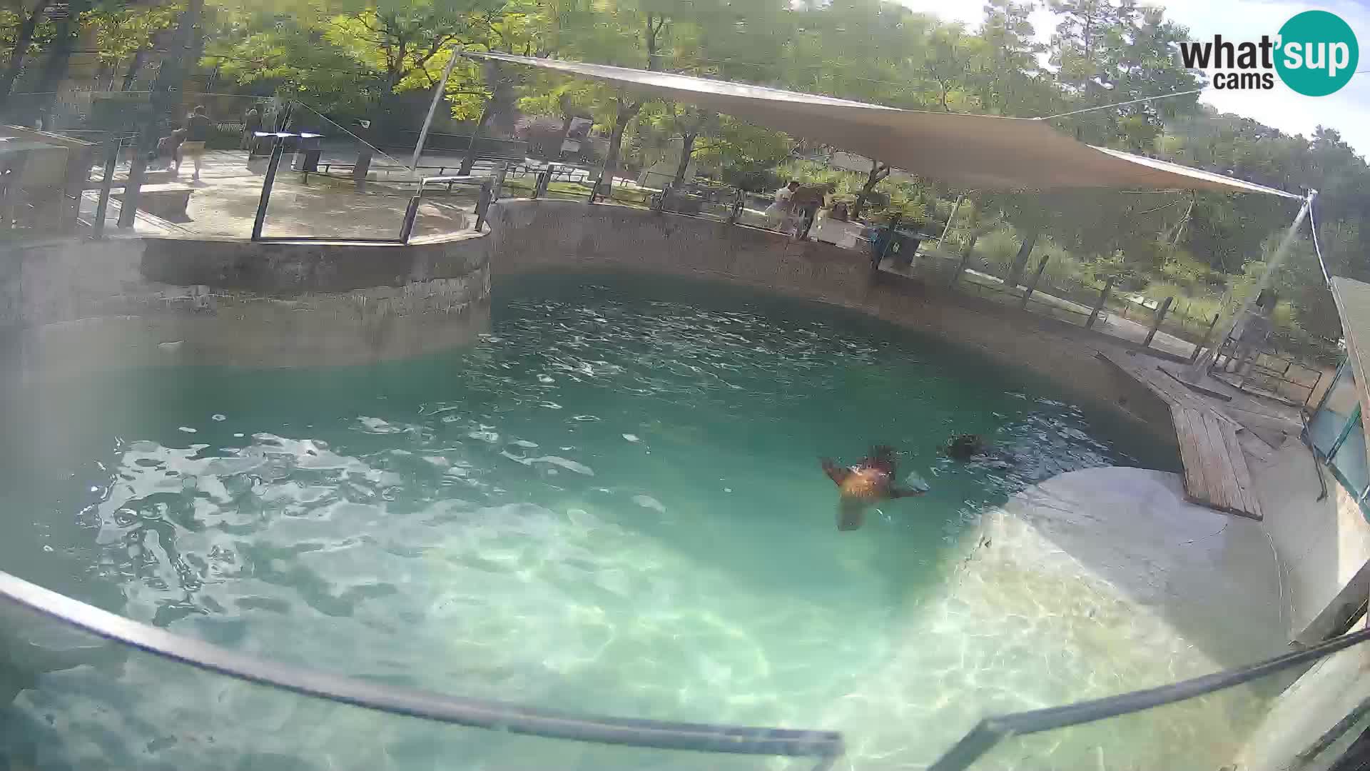 Zoo Zagreb – Kalifornischer Seelöwe