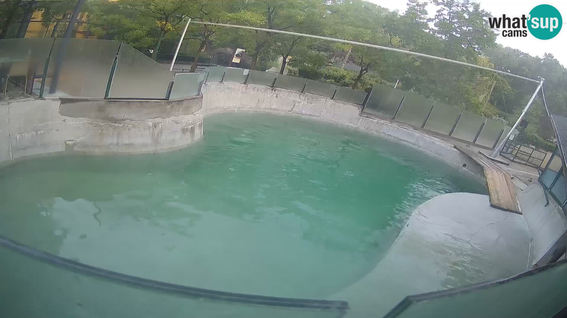 Zoo Zagreb – Kalifornijski morski lav