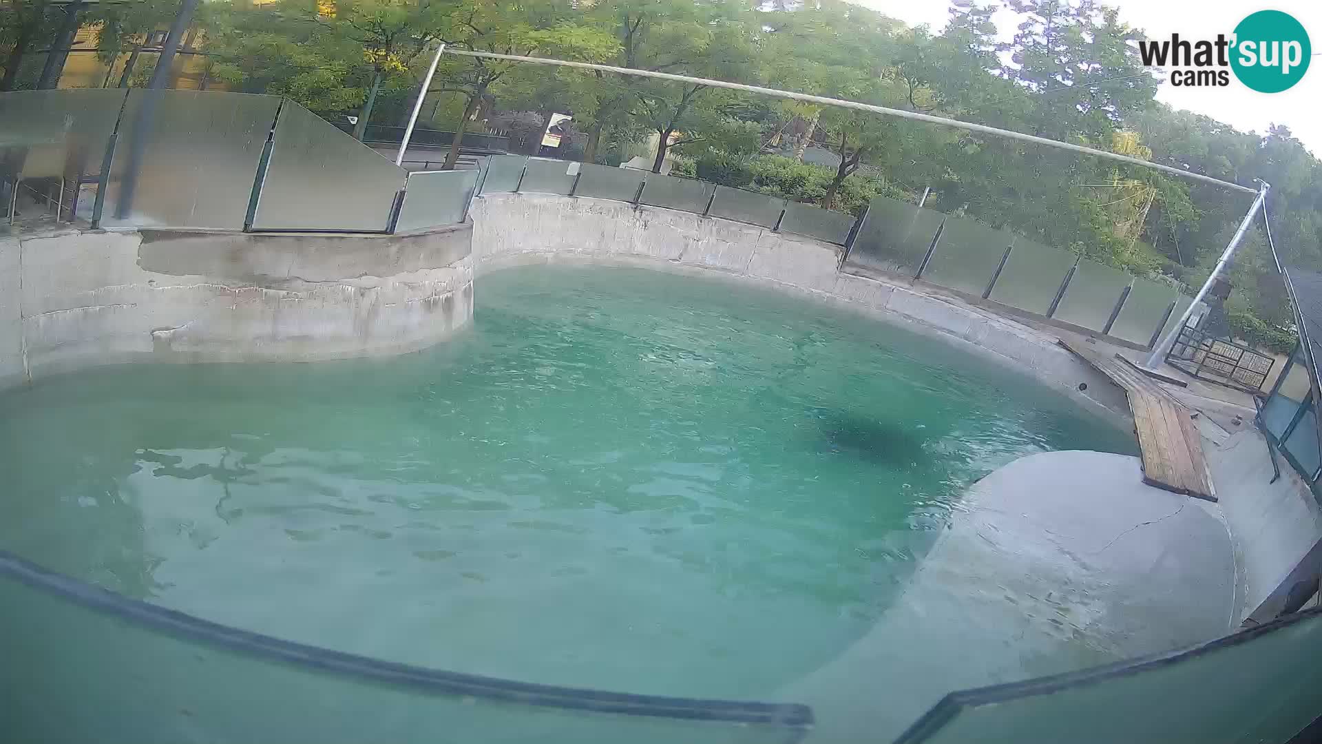 Zoo Zagreb – California Sea Lion