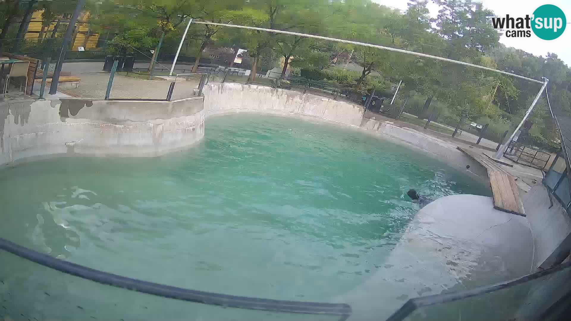 Zoo Zagreb – California Sea Lion