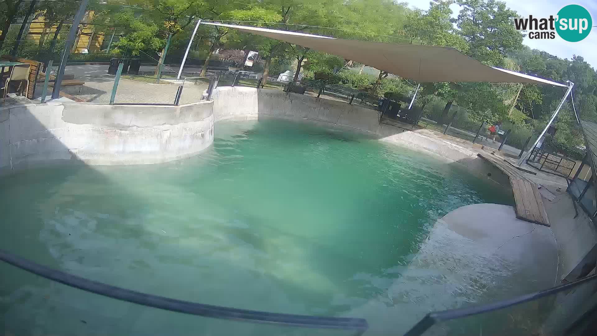 Zoo Zagreb – California Sea Lion