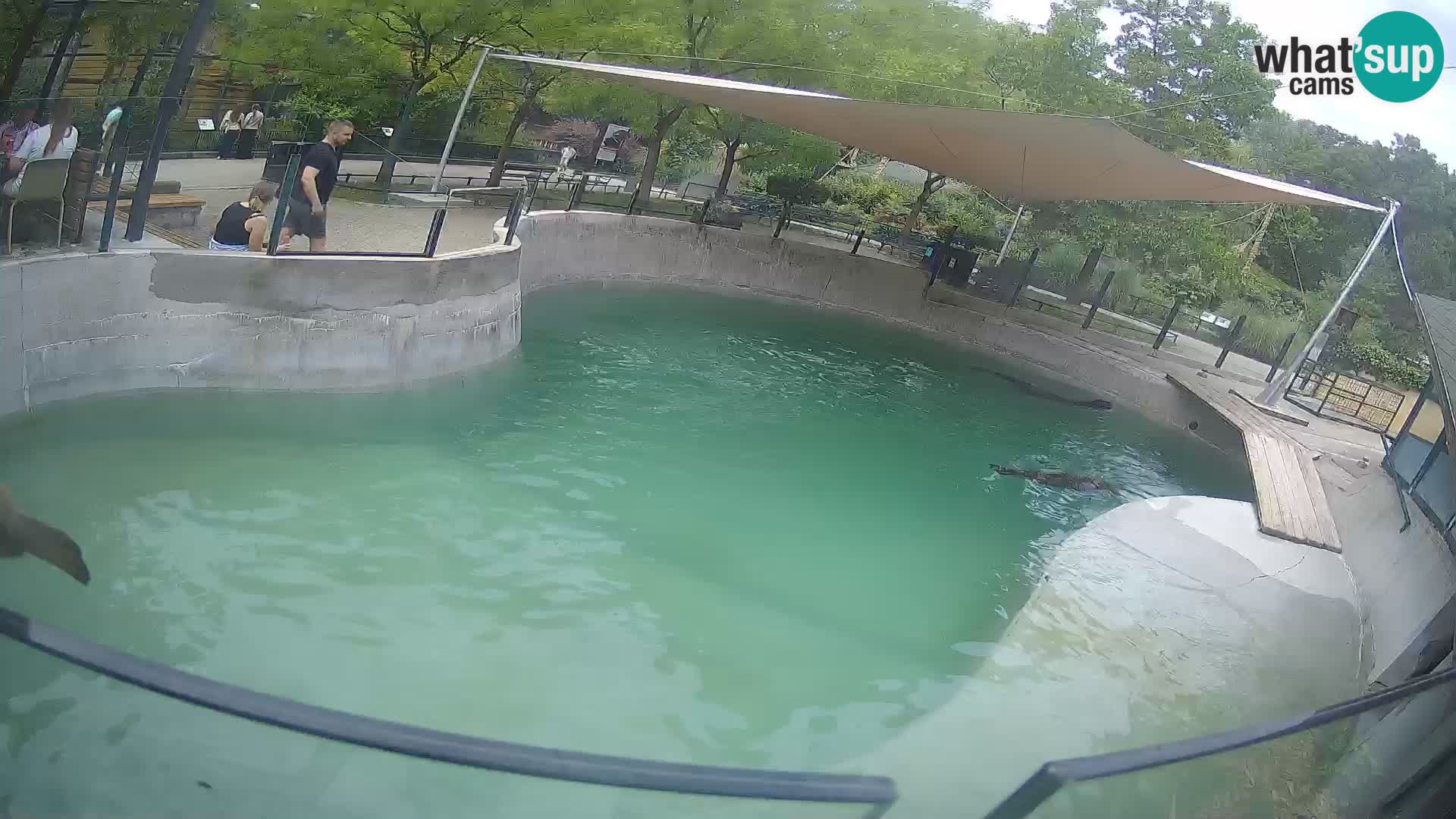 Zoo Zagreb – California Sea Lion