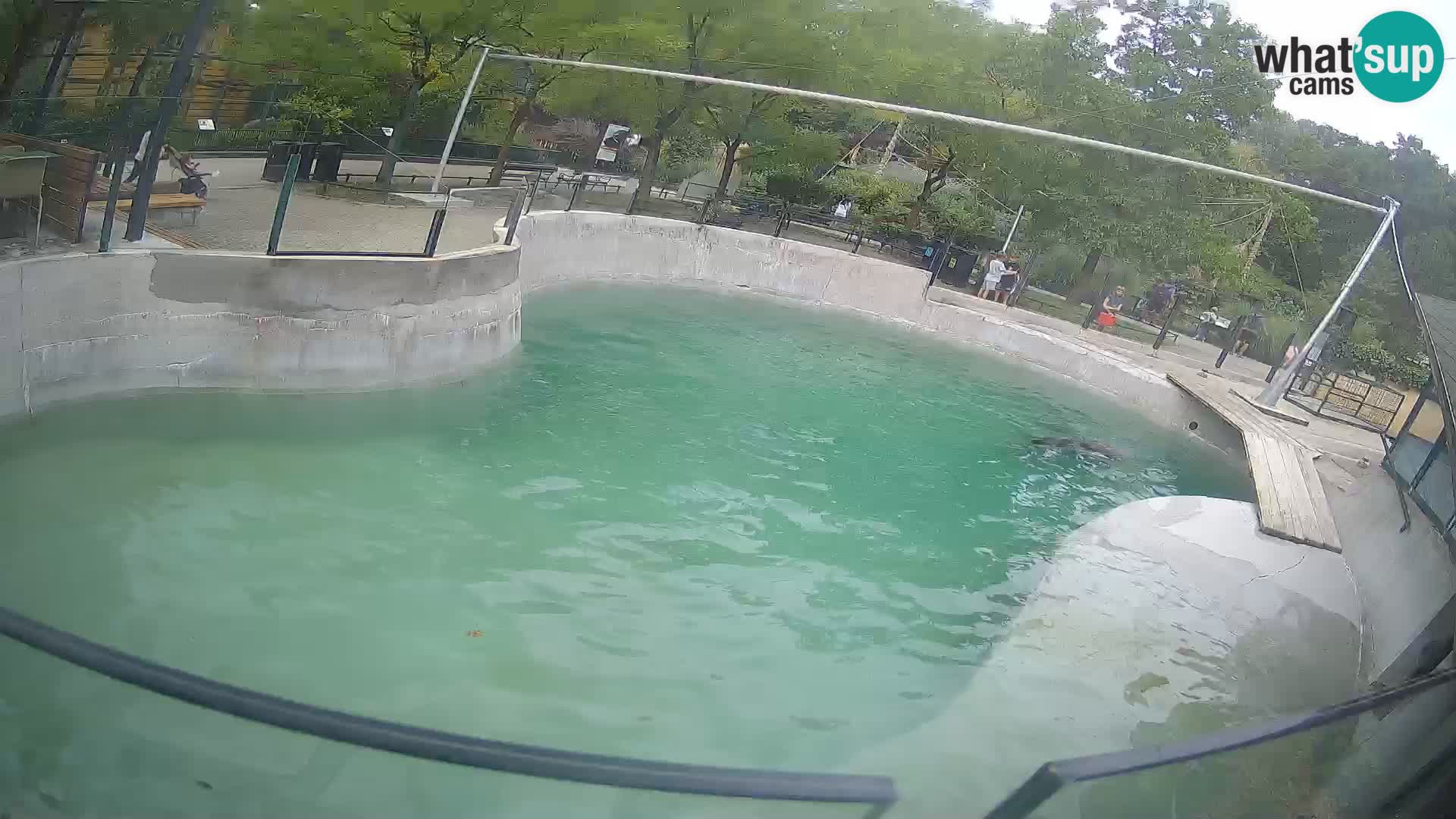 Zoo Zagreb – California Sea Lion