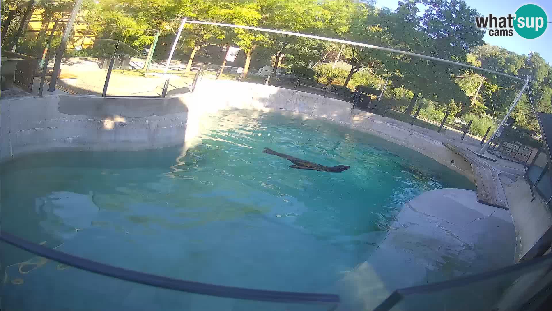 Zoo Zagreb – California Sea Lion