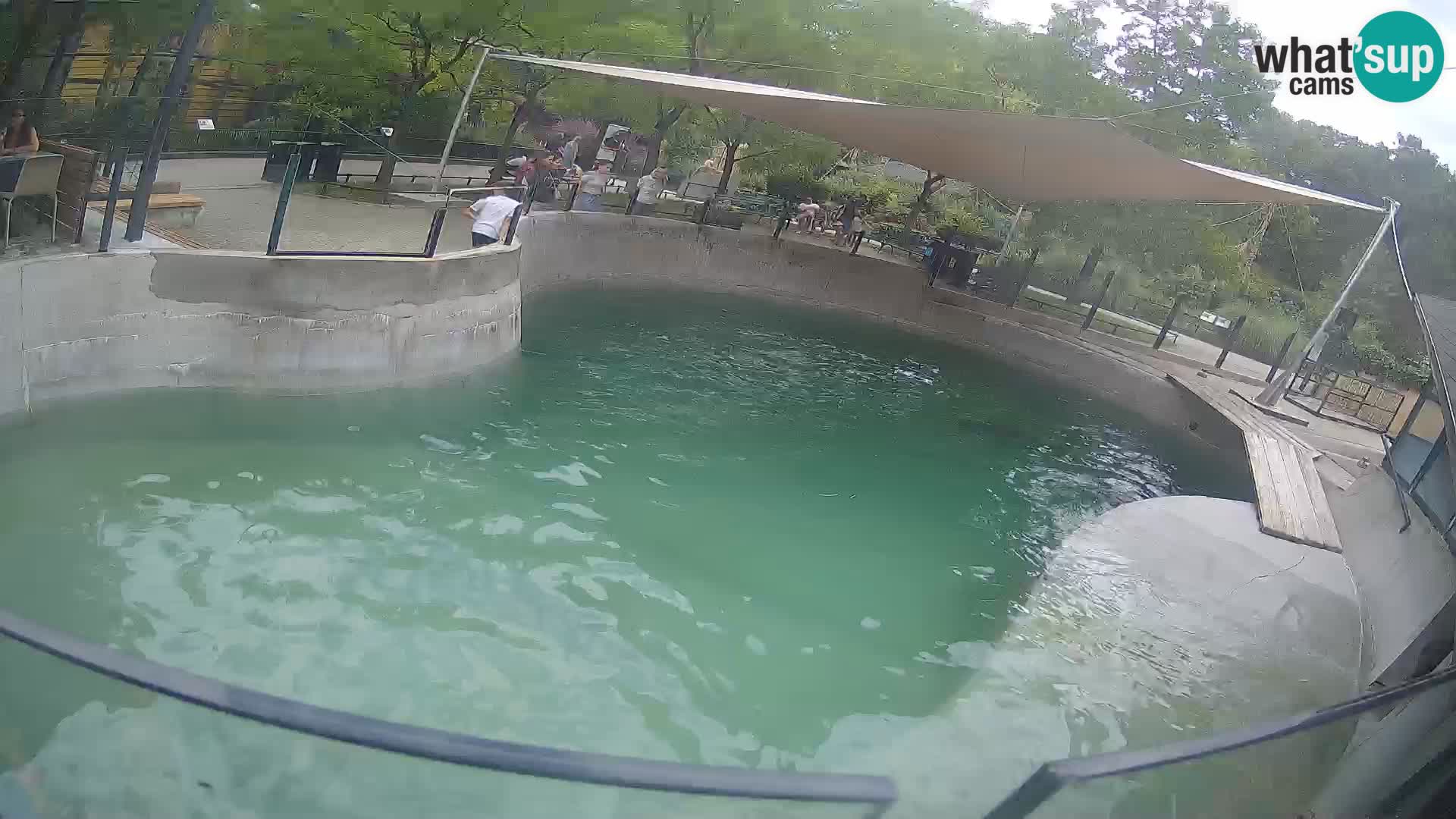 Zoo Zagreb – California Sea Lion