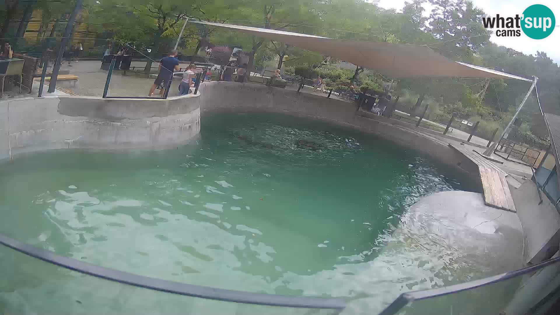 Zoo Zagreb – Otaria della California
