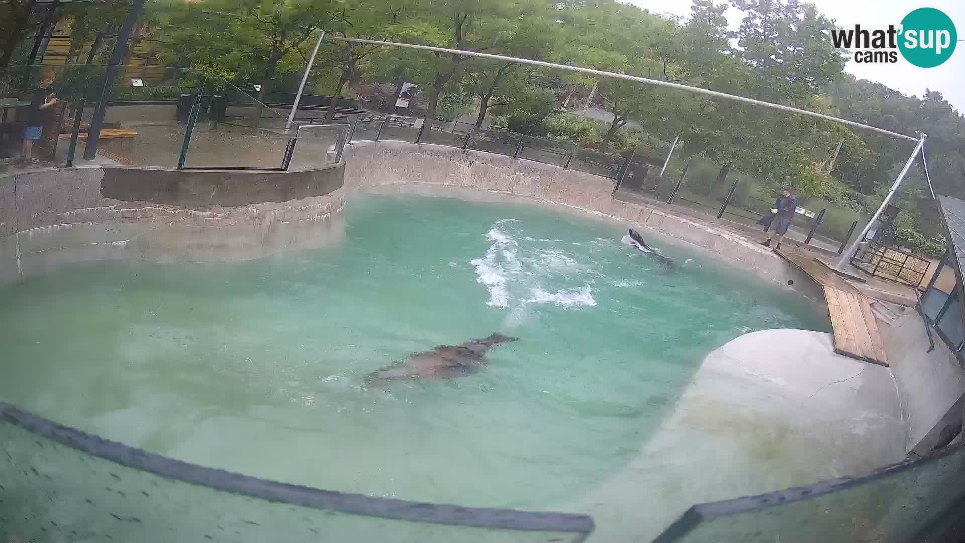 Zoo Zagreb – California Sea Lion