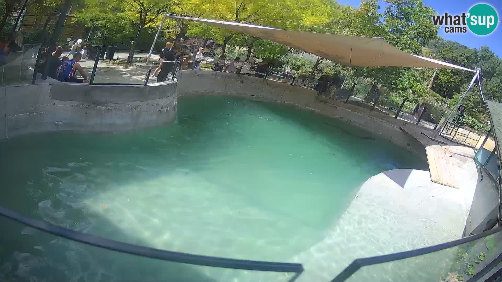 Zoo Zagreb – Kalifornijski morski lav