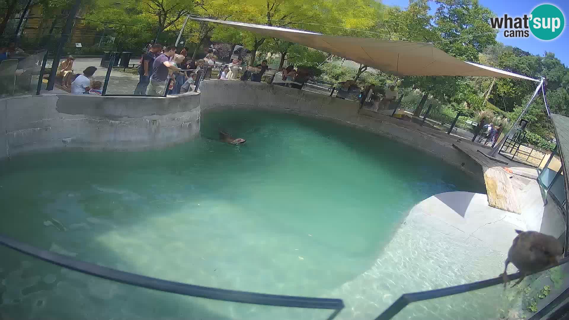 Zoo Zagreb –  León marino de California
