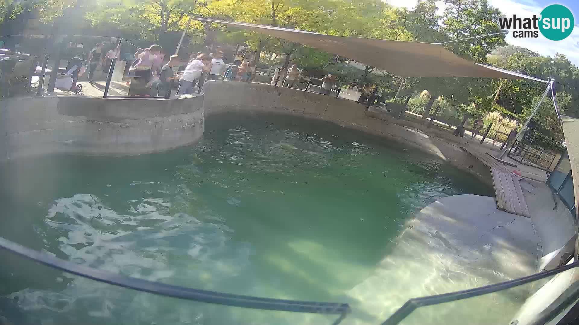 Zoo Zagreb –  León marino de California